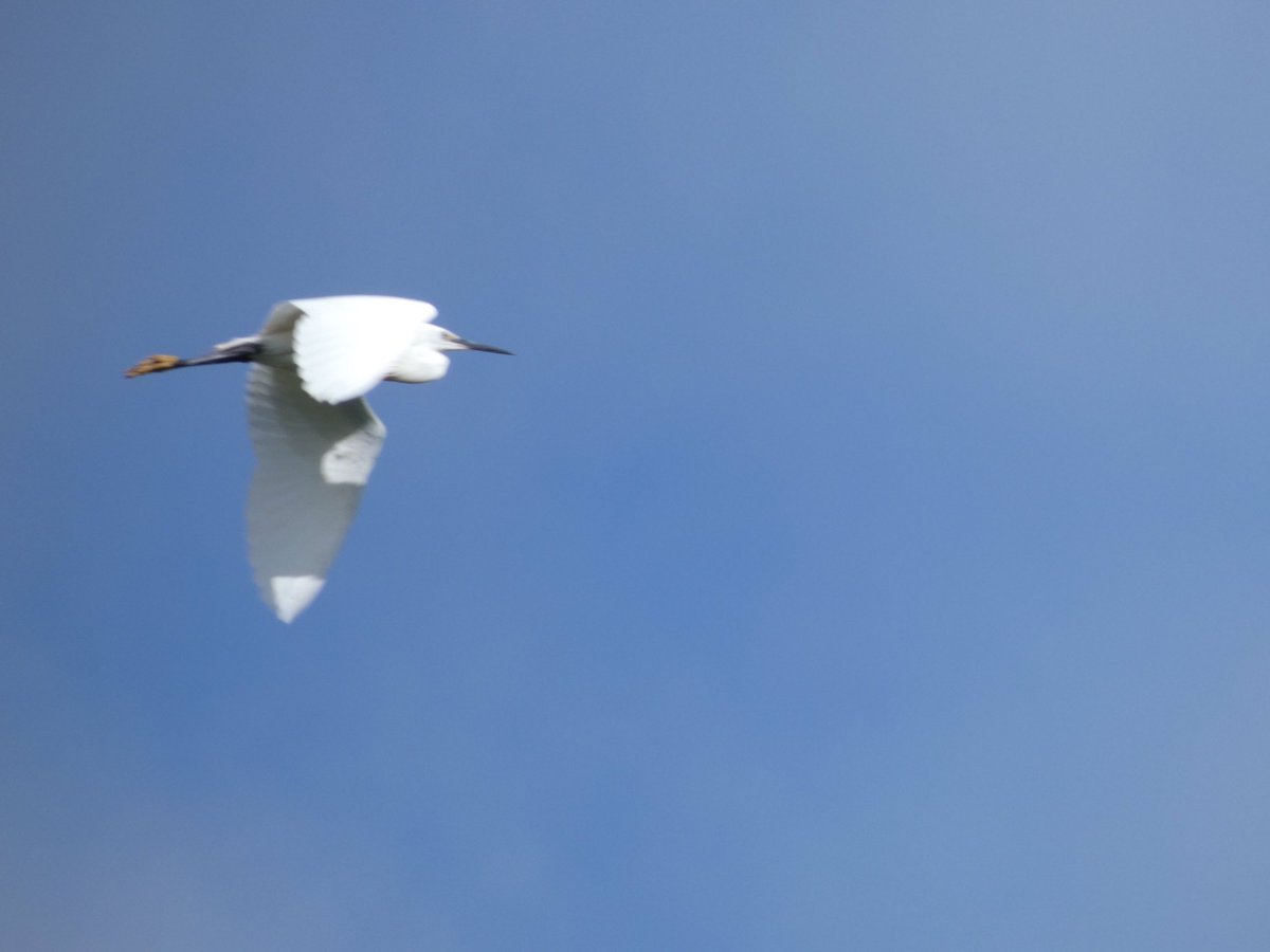 Little egret at Burgh castle yesterday <a href="/Natures_Voice/">RSPB</a> <a href="/LumixUK/">Lumix UK</a> <a href="/NorfolkWT/">Norfolk Wildlife Trust</a> @wildlife_uk <a href="/BirdWatchingMag/">Bird Watching</a>