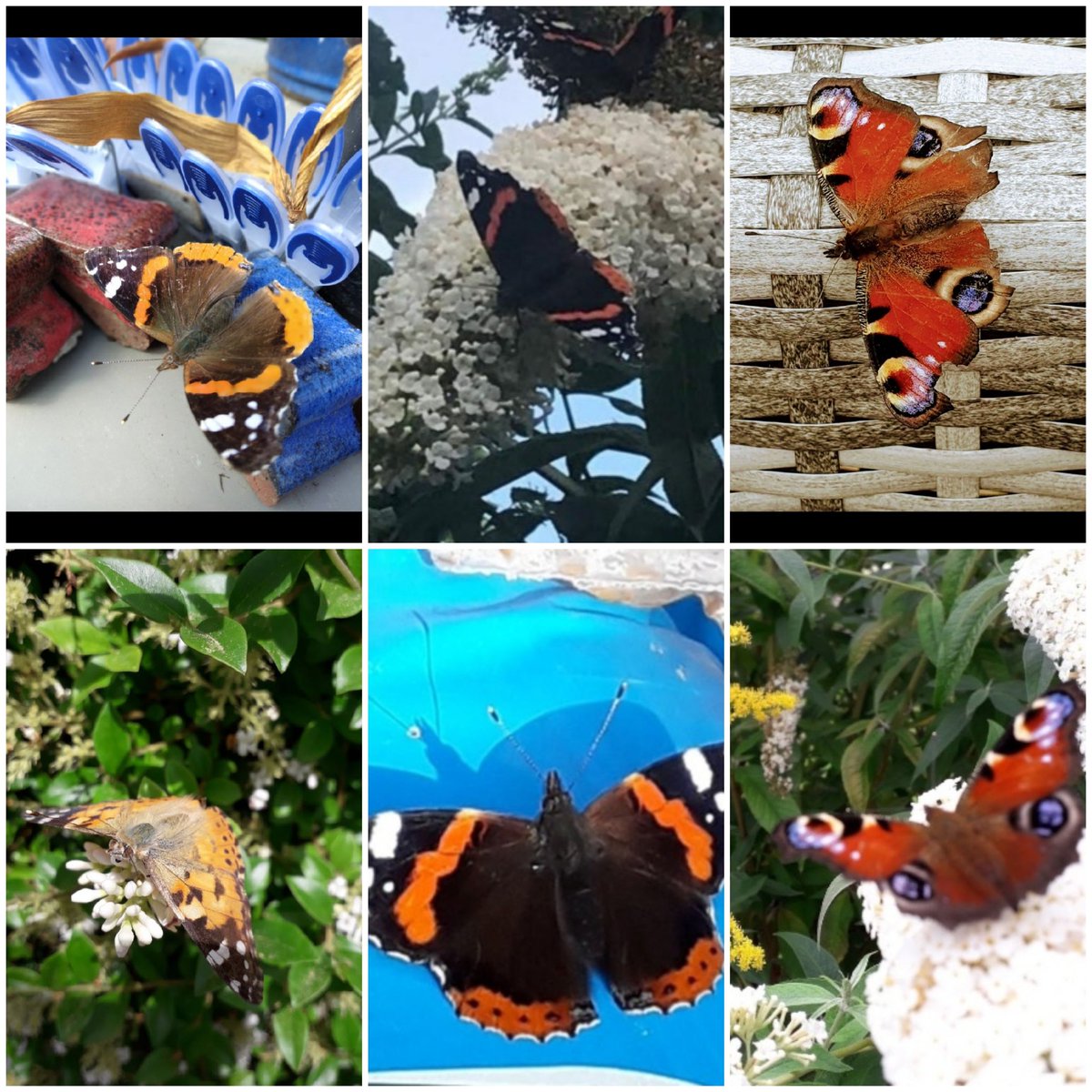 EtheringtonSue's tweet photo. We had more success with our #butterflycount than we did with our very first #mothcount last weekend! Won't give up on that though. @WildlifeTrusts @savebutterflies @ukbutterflies @EcoSchools https://t.co/3DrLrRzAjv