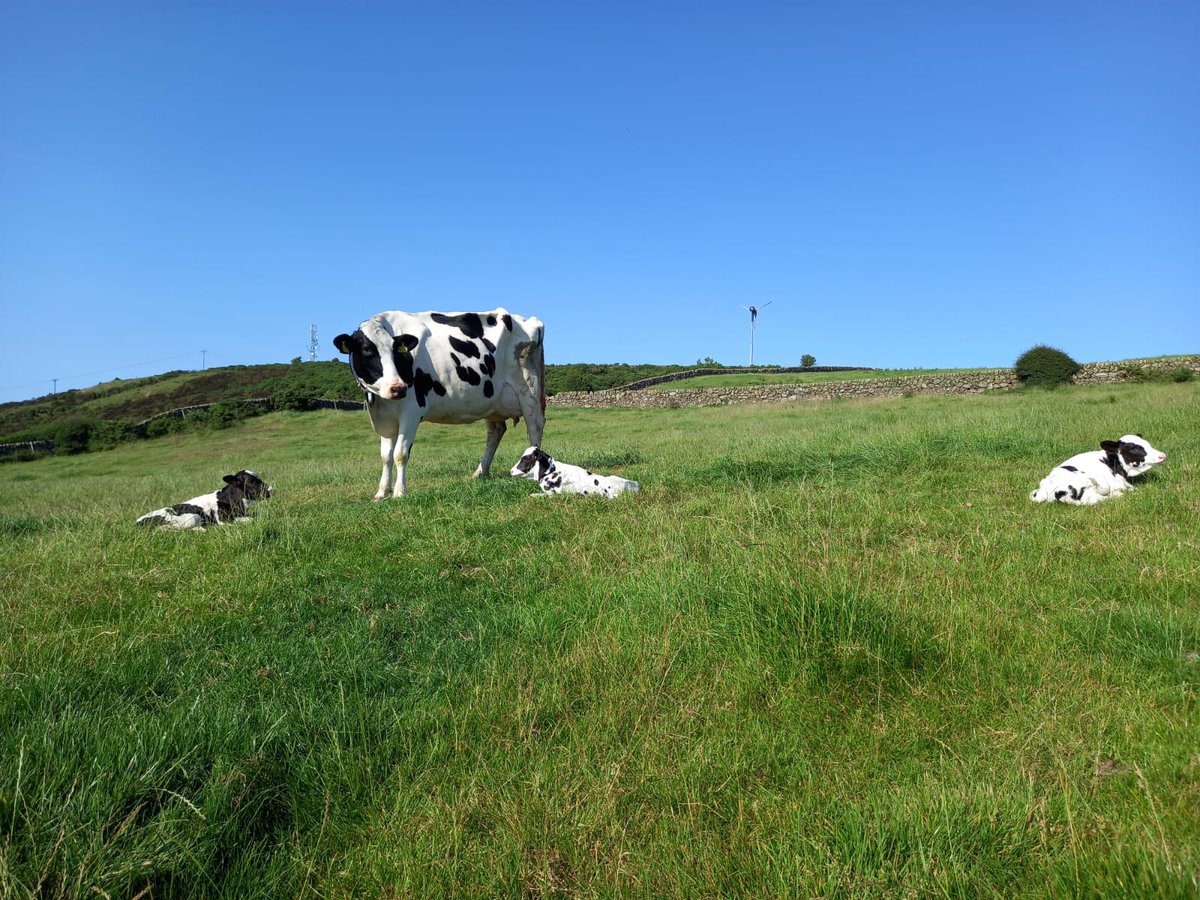traceyroan's tweet photo. 3 for the price of 1 🐄🐄🐄

Ive never had a cow have  heifer triplets. 

Made my day this 😍

#teamdairy #colvendholsteins #thisfarminglife https://t.co/VTTJuGv0uu https://t.co/0CnhR1LRGI