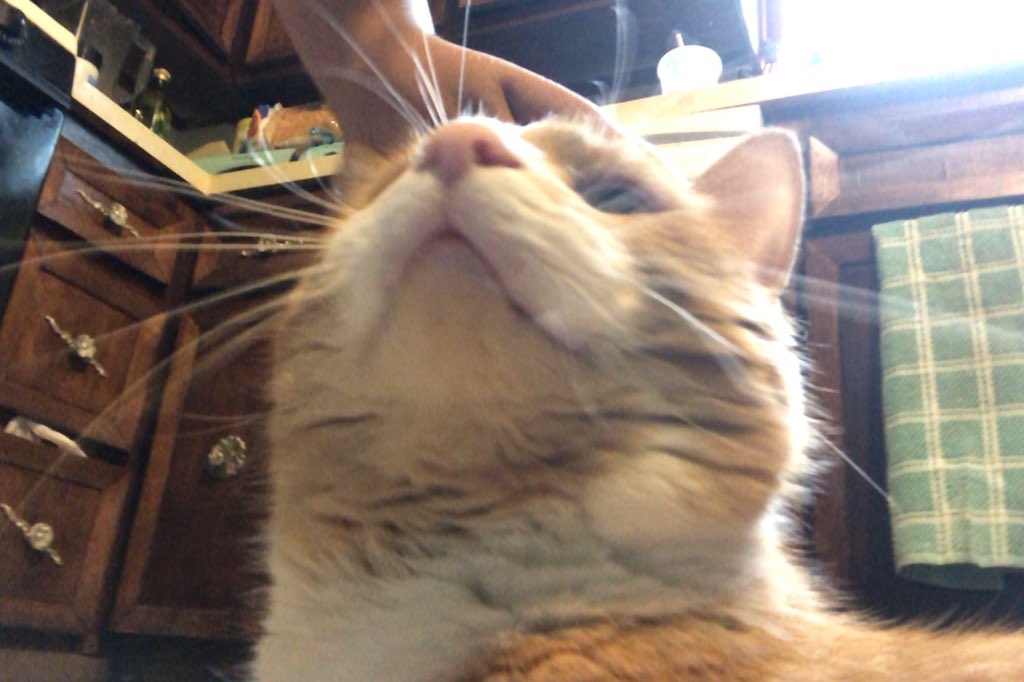 hi meet jake