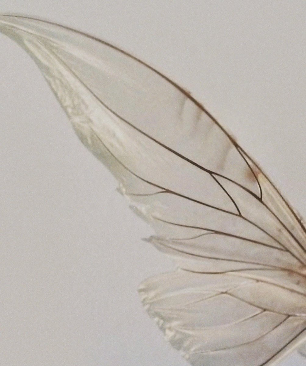 nayacomfort's tweet photo. naya rivera as fairies: a thread https://t.co/yYhBfghSaT