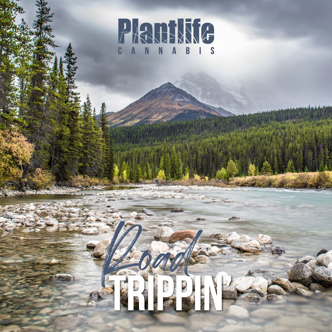 Who's road trippin' with #Plantlife this weekend?! 🗻💚
-
#plantlifecannabis