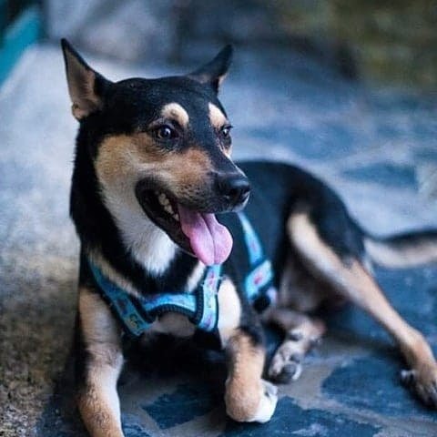 PerroUsuario's tweet photo. #SeBusca a Gasper #Caracas Plaza Venezuela. RT @BVEM: Por favor difundir. agradecida con todo aquel que pueda brindar apoyo. https://t.co/tFrEsd92ni