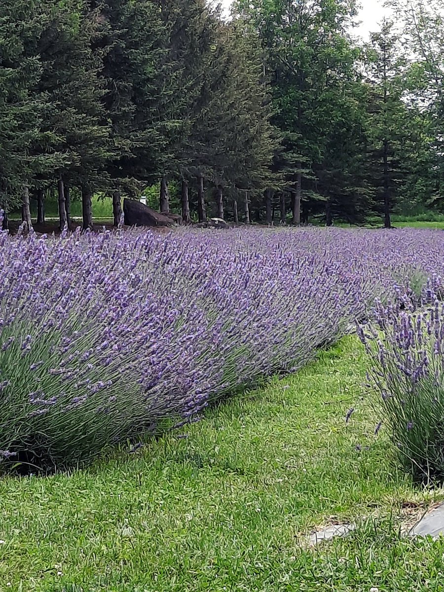 iavzrx7tzmzm iavzrx7tzmzm