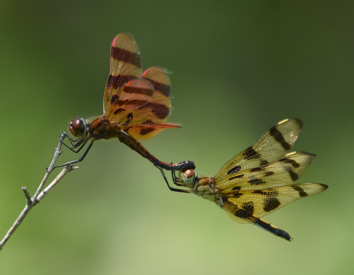 thegreenheron's tweet photo. In case you ever wondered where baby Halloween Pennants come from... 😲😳😝😂
#GetARoomYouTwo #Dragonflies #july2021 #naturephotography #insects #dragonfly https://t.co/3pGYSDDEue