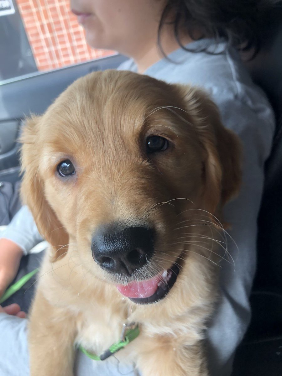 Our newest family member, Miles. He's keeping us on our toes.