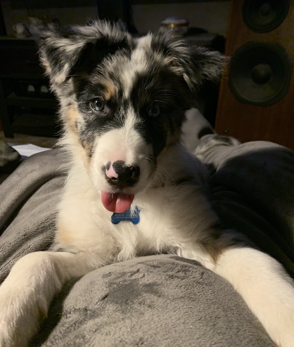 djledford's tweet photo. 12-week-old package of perfection. Roo says hi! #ausky #husky https://t.co/1Xv7LKzA7B