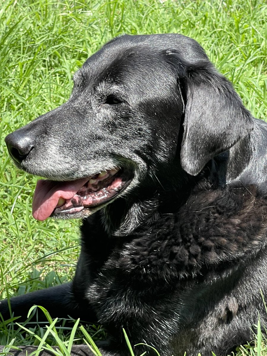lesllake's tweet photo. Happy Petiversary Joey! We adopted you 11 years ago today and in celebration you are getting bacon and you get to choose your own #ISTH21 session to watch! https://t.co/z0Ulx127LX