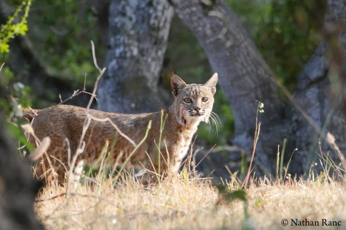 Searching wildlife is a passion. Sometimes they make it easier by just coming into your garden! :-) (Bobcat, Lynx rufus)
