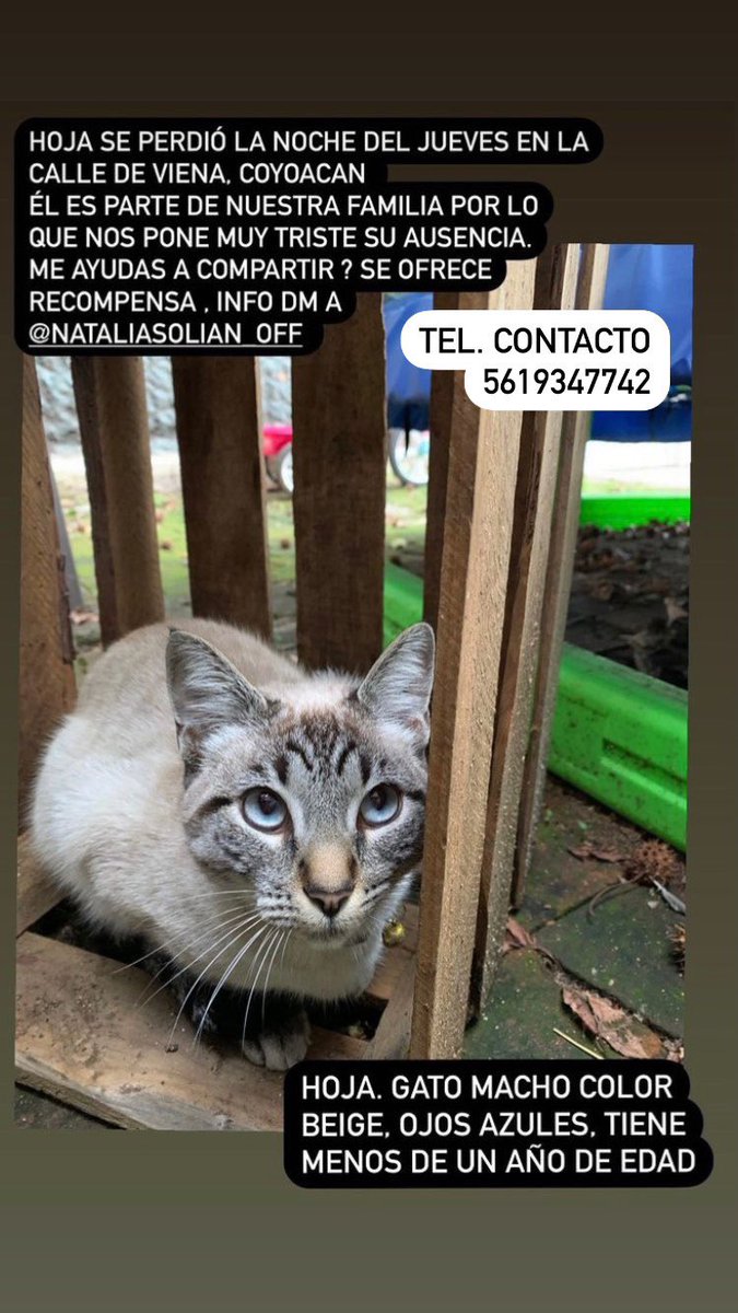 Se perdió el gatito de una amiga en Coyoacán, por favor, ayúdenos a que vuelva a casa 🙏 💔 @lostanimalsdf <a href="/PrrosPerdidosMX/">PerrosPerdidosMx</a> <a href="/MascotasSismo/">Mascotas Sismo</a> <a href="/MascotaCoyoacan/">Mascotas Coyoacán 🐾</a> <a href="/Tango_BME/">Mascotas extraviadas</a>