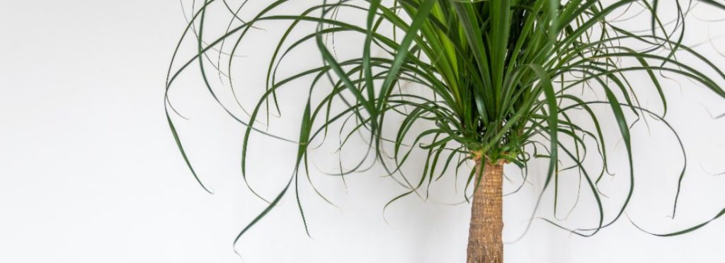 🔎 ¡Mira lo que he encontrado!
Cuidados de la pata de elefante o Beaucarnea - verdecora.es/blog/cuidados-… #decoración #natural #cuidados