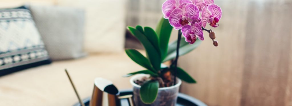 🔎 ¡Mira lo que he encontrado!
Guía rápida de cuidados de las orquídeas - verdecora.es/blog/cuidados-… #decoración #natural #cuidados