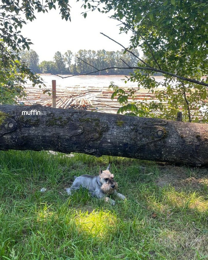 muffinjai's tweet photo. Who else love outdoor and nature as much as I do ๐ฅฐ๐๐๐ถ๐พ๐จ๐ฆ #Schnauzer #SchnauzerGang #DogsOfCanada #DogsOfInstagram https://t.co/jhR0HGXiXk #dogsofinstagram #dogsoftwitter #schnauzergang #schnauzeroftwitter #schnauzer #minischnauzer #miniatureschnauzer #schnauzers #miniscโฆ https://t.co/ina6WmNd2q