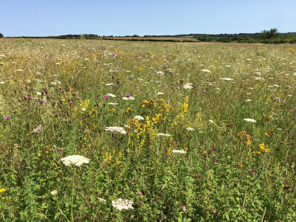 Nice to see 2nd generation small blues, corn bunting & a number of sulphur pearl moth? @mothsinkent today amongst the many species colonising this large scale arable reversion wildflower plain in one of our proj' areas. Farms leading nature recovery 👍 #magnificentmoths