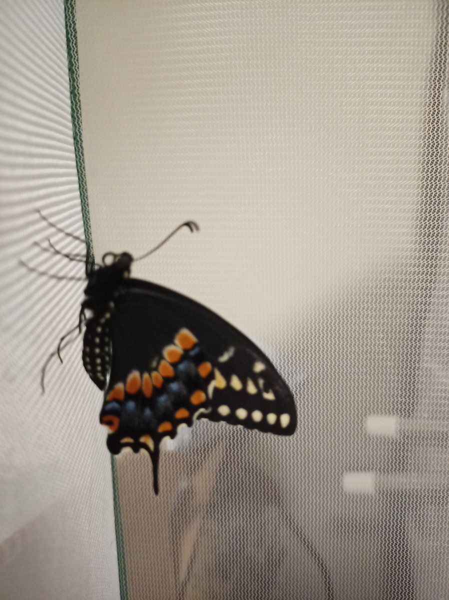 gquilts's tweet photo. He's just hanging around waiting to dry off and his wings to get stronger
.
.
#butterfly #bbfly #swallowtail #eclose #eclosedtoday https://t.co/zUga9U6PLZ