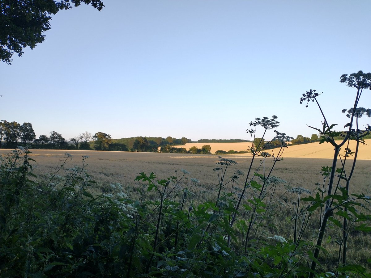 🌱Rich Pickings 🌳🌷🏵️ tweet media