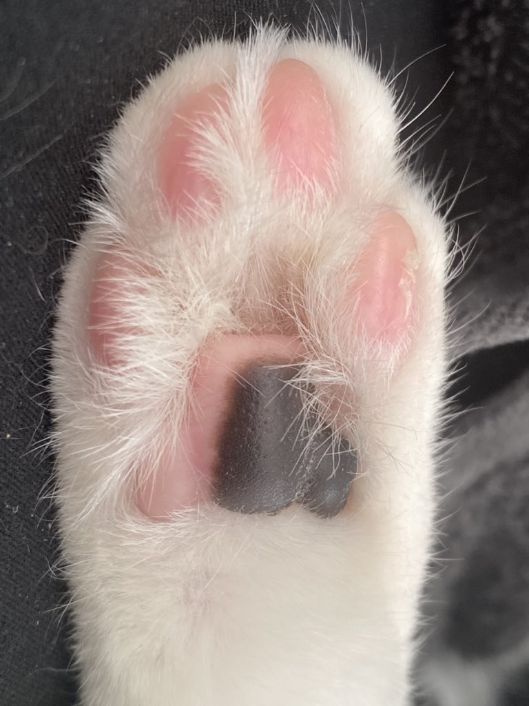 LaMorteXIII's tweet photo. #Caturday #LaMorteXIII https://t.co/GRdh69xXGG