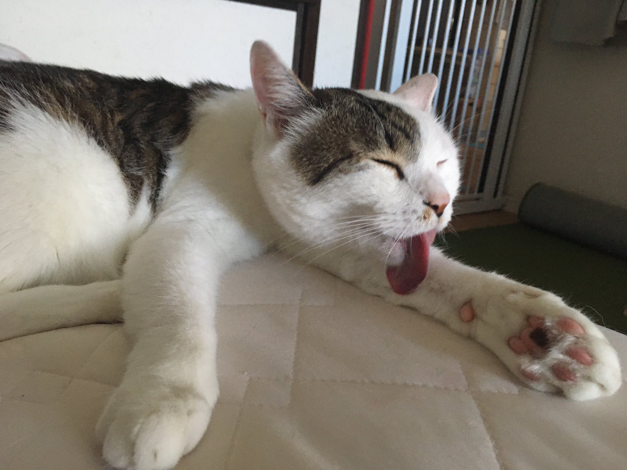 アツオ お猫さん Atsuo Avywzpn6nsrhabe Twitter