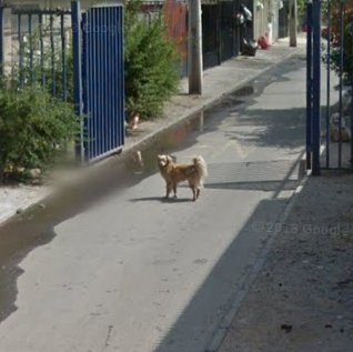 Milkitty_Banana's tweet photo. @ManMilk22 The same thing happens with my deceased dog, he loved to be outside, and in Google maps he appears in the street looking for the cars, his name was "Guardian" :( https://t.co/t5hMHneJ8F