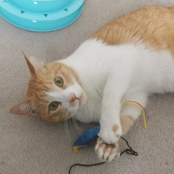 FelineFriendsUK's tweet photo. *URGENT* Foster call for Spidey. He needs a cat-free indoor/catio home for the Summer holidays (2months) ASAP. Please email admin@felinefriendslondon.uk or 07786380572. Adoption enquiries welcome too. #recuecat #CatsOnTwitter https://t.co/iIPoqHpHJN