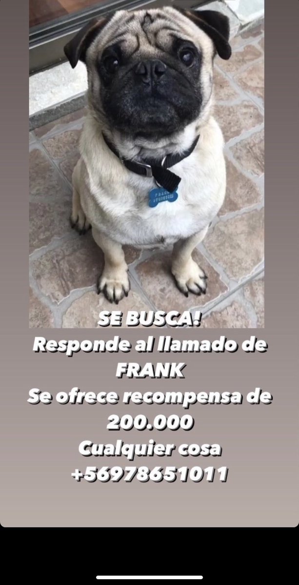 Por aquí los datos por si saben o ven alguna publicación de venta de perritos. La familia está deshecha #DevuelvanAFrank #LaSerena RT