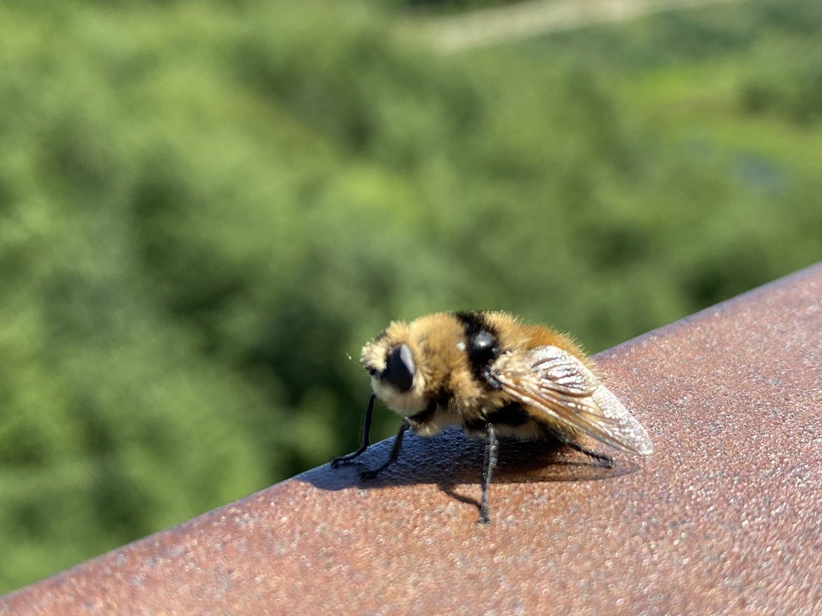 PawsvsPawns's tweet photo. @elizhargrave Saw this little guy/girl (a few more further away) on the top of the 45 meter tower we climbed - maybe he/she was also enjoying the view https://t.co/u3tpzHzd4a