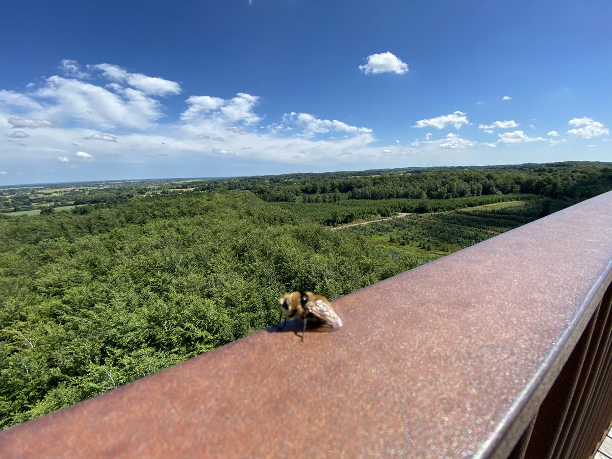 PawsvsPawns's tweet photo. @elizhargrave Saw this little guy/girl (a few more further away) on the top of the 45 meter tower we climbed - maybe he/she was also enjoying the view https://t.co/u3tpzHzd4a