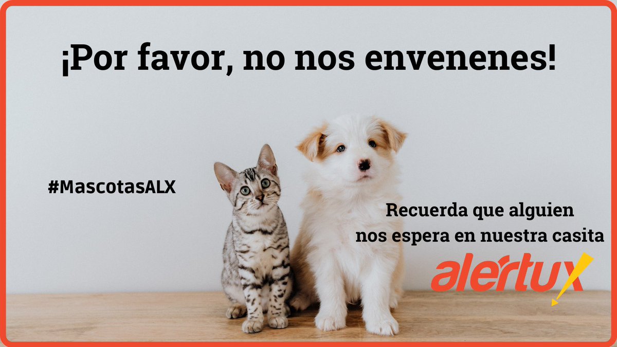 alertux's tweet photo. #MascotasALX 

En la calle 5, pasajes U de la colonia Santa Lucía en Ilopango, estarían envenenando a gatitos y perros, por medio de bocado. https://t.co/M3Er7iUMUw
