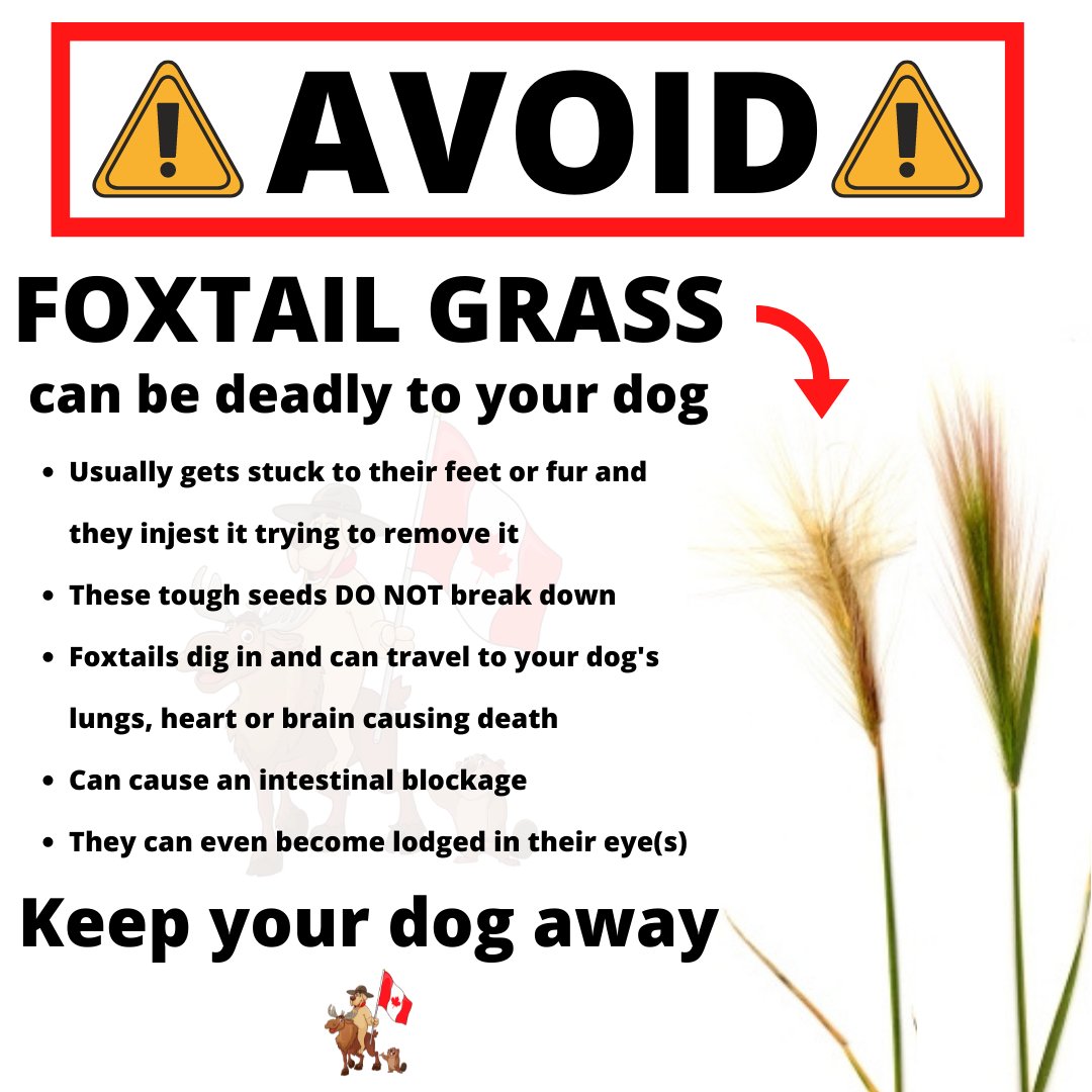 DogEhOfficial's tweet photo. Foxtail grass is a nuisance plant that can be deadly for your dog. Have you seen this in your neighbourhood?
#foxtail #foxtailgrass #deadlytodogs #notfordogs #keepawayfromdogs #deadlyplants #dogsafety #summerdogsafety #keepyourdogsafe #dogknowledge #notfordogs https://t.co/C2ikizxF33