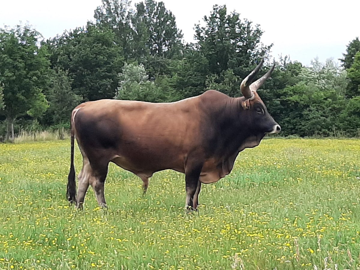 Auerrind Projekt tweet media