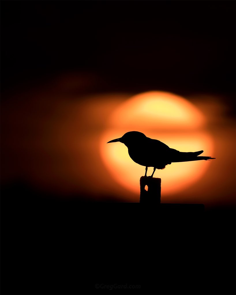 Common Tern - greggard.com/blog/2021/7/co… #commontern #sternahirundo #TwitterNatureCommunity #birdwatching #silhouettechallenge #nickersonbeach #birdphotography #longisland #birdtherapy #nature
