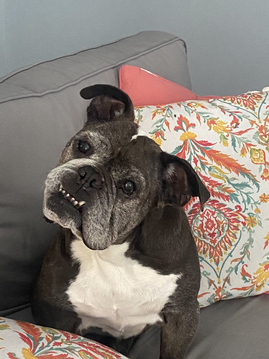 IgnacioTammy's tweet photo. These two sweet @AlexAnimals girls have made our family compete! #rescuedogs #AdoptDontShop #MacyMae #LunaBlue 💕💕🐾🎈 https://t.co/2uASZpliy6