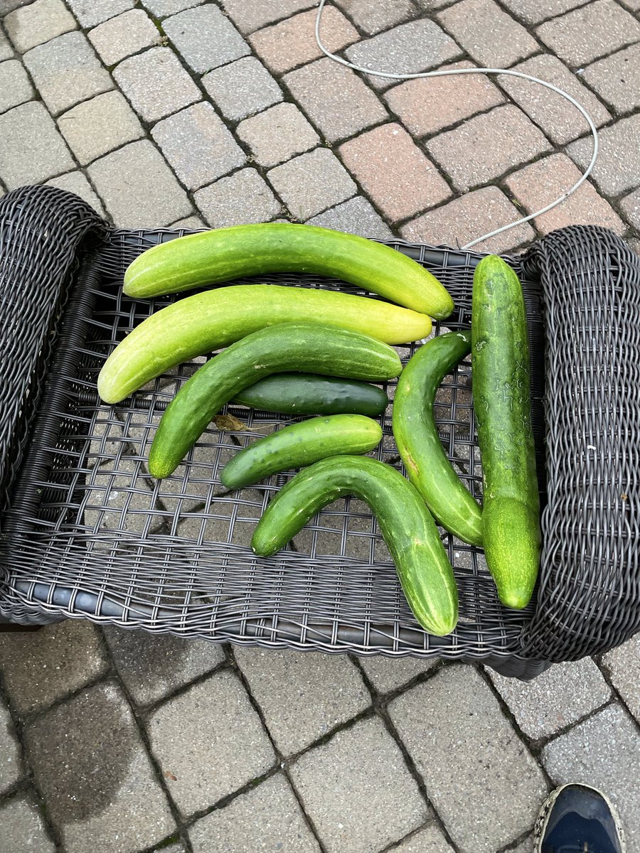 JHenyecz's tweet photo. The #summerofself continues with cucumbers in the garden after a week at the beach…I wish I had some garden tomatoes as well @ed_rethink https://t.co/LobZzHIpVG
