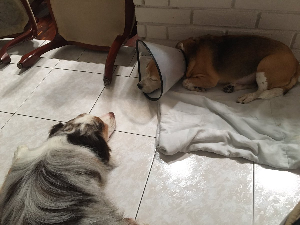 DeoxysIndigo's tweet photo. Hiro is being really empathetic with her, he stays close to her but not close enough to be a bother, he is also not being his barky, playful self around her. 
It is really surprising how empathetic he is! https://t.co/ZiXxnlfgL7