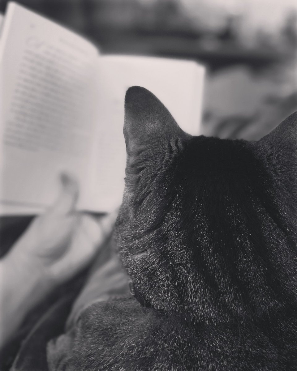 LCEMustangLib's tweet image. Just an average Saturday reading to my cat. #librarianthings