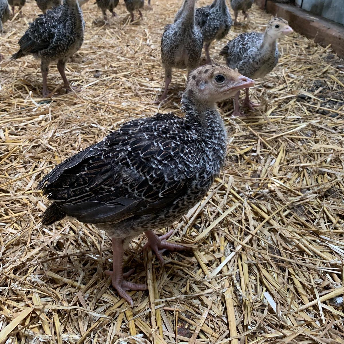 PeachCroftFarm's tweet photo. 🐣 1 day v 1 month 🦃

Time flies when you’re growing fast! 

#britishfarming #freerangeturkeys https://t.co/ndkfmpRzaP