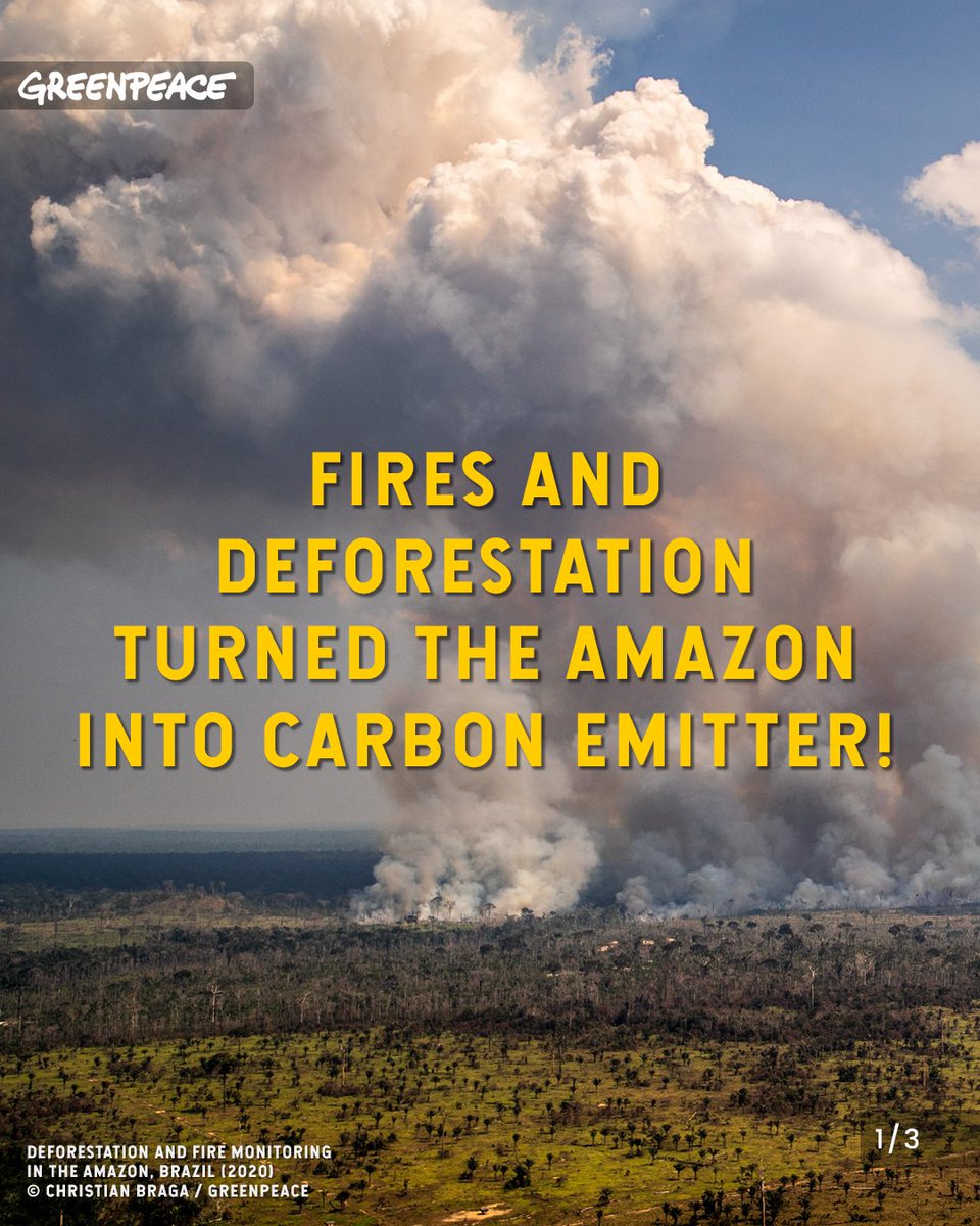 Greenpeace's tweet photo. Fires and deforestation are causing the Amazon to release more carbon than capture it, according to a new study. Yet, Bolsonaro’s government keeps pushing for more destruction. Losing the Amazon is a threat to biodiversity, Indigenous Peoples and to the global climate. https://t.co/MKKMbrIxAj