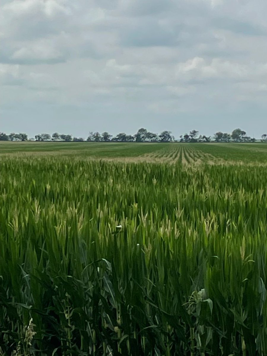 This field is one variety. The difference here is that half the planter had The Closer from <a href="/IntegratedAgLLC/">Integrated Ag Solutions</a> will be interesting to take this to yield.