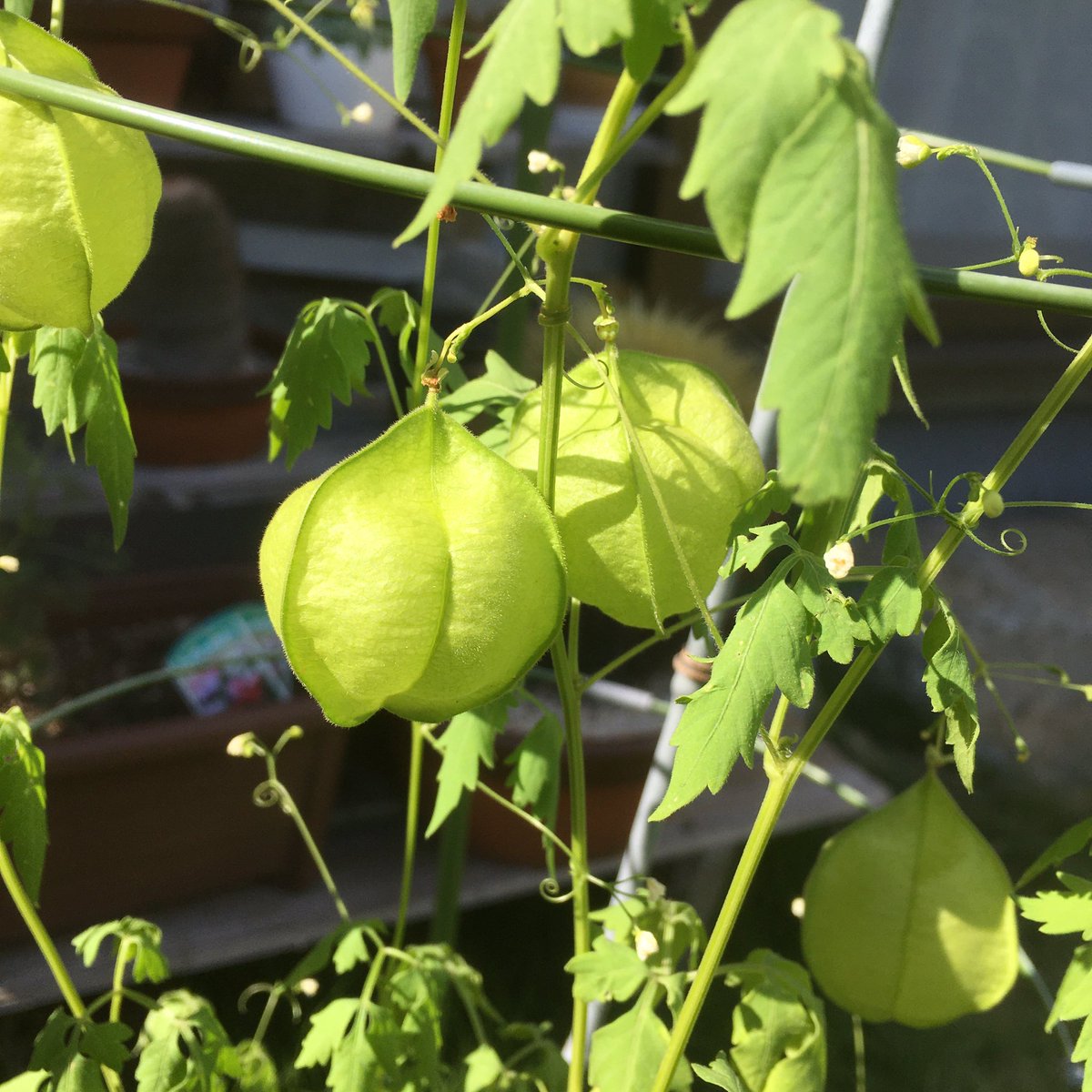 Mtk 風にそよぐ風船葛 Balloon Vine Gardening Horticulture 園芸 風船葛 T Co Zsis0a50em