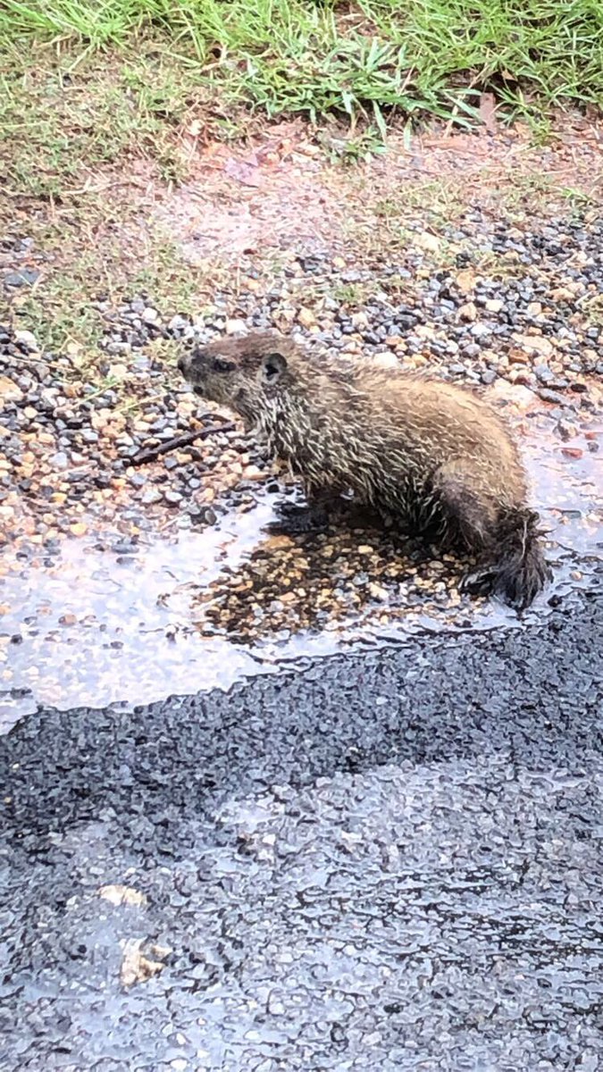 Coolest dude I met today! Very polite, as well.