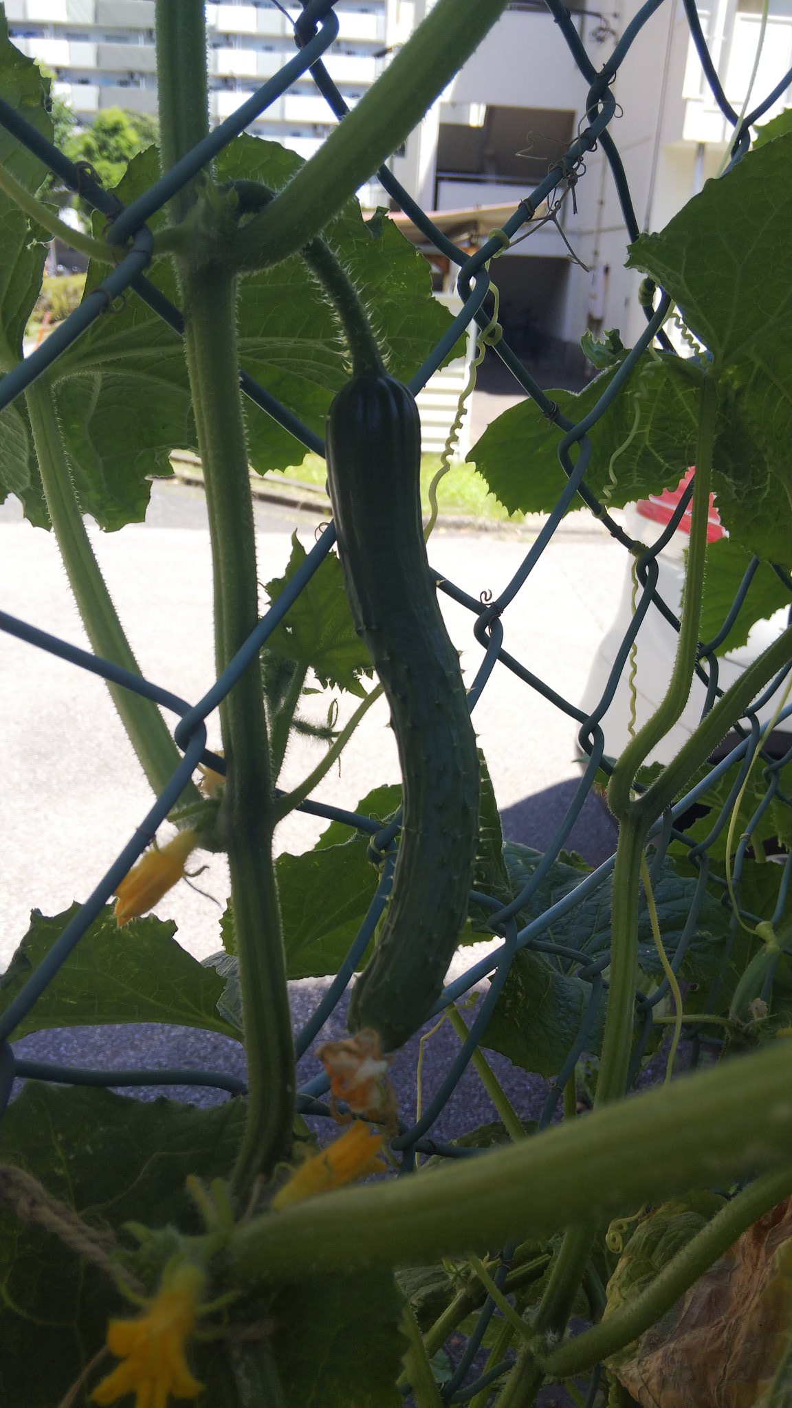 メ テ オ 初キュウリと 去年買った種から育ててる 国華園 さんの グラスジェムコーン はいい感じに育ってる ズッキーニ は いっぱい雌花は咲くけど大きくならずに腐って落ちるのでまだ食べれてない 二株は少なくて受粉しないのかな T Co