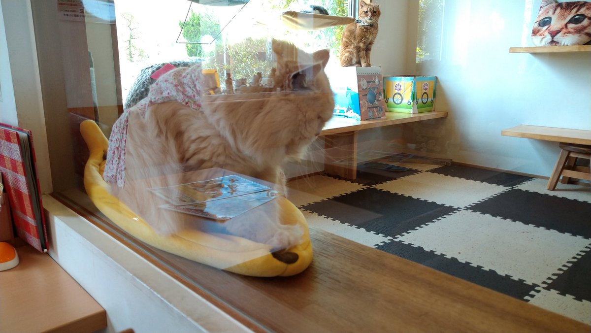 ねこぐるま 猫のいるカフェ Nekoguruma2422 Twitter ねこぐるま 猫のいるカフェ Nekoguruma2422 Twitter