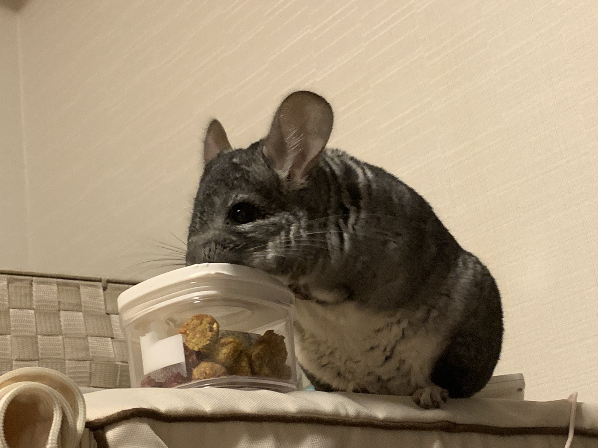 ぐぬ チンチラ Captainharlock2 いっぱい食べて夏バテ対策でちゅ T Co 2qsdzmjcua Twitter