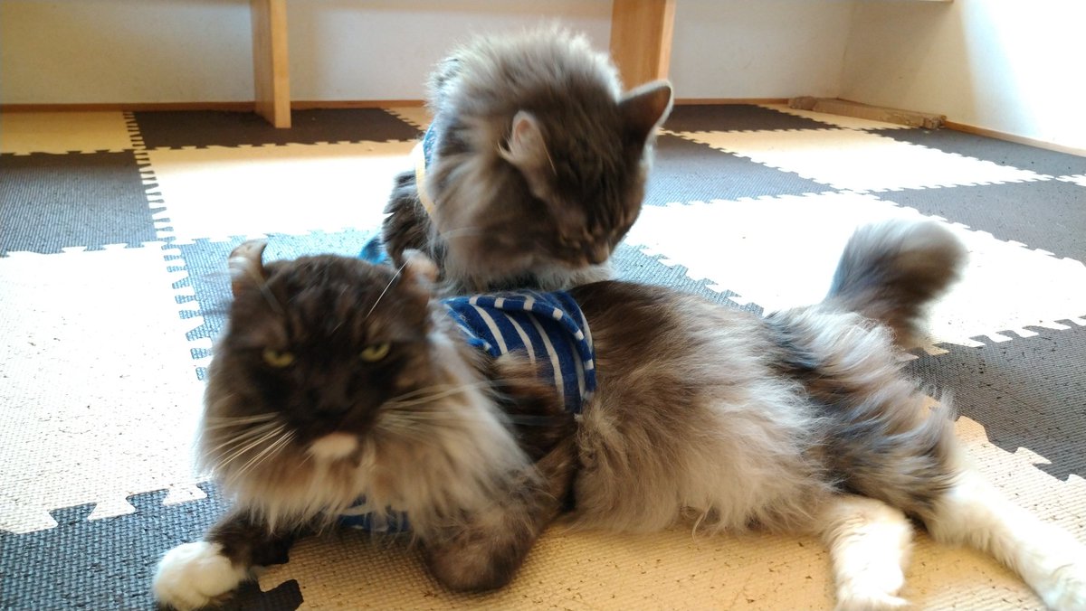 ねこぐるま 猫のいるカフェ Nekoguruma2422 Twitter ねこぐるま 猫のいるカフェ Nekoguruma2422 Twitter