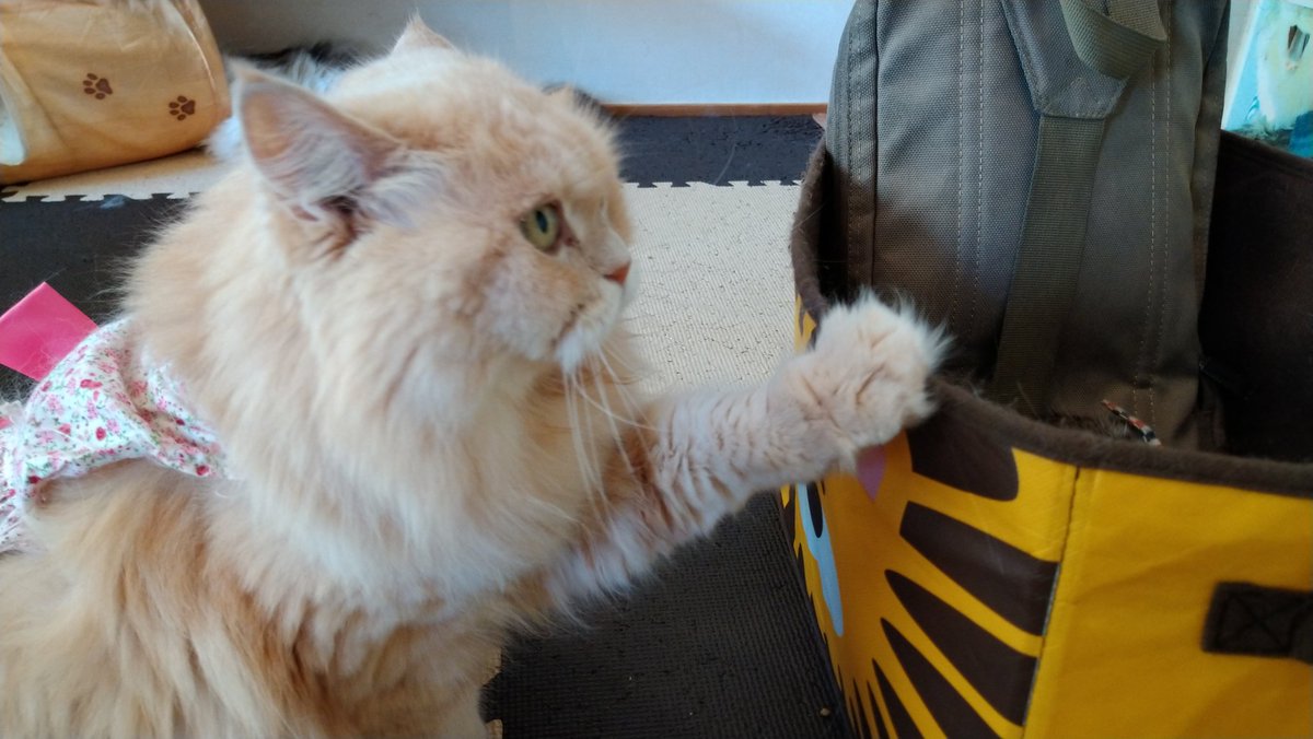 ねこぐるま 猫のいるカフェ Nekoguruma2422 Twitter ねこぐるま 猫のいるカフェ Nekoguruma2422 Twitter