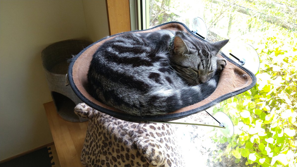 ねこぐるま 猫のいるカフェ Nekoguruma2422 Twitter ねこぐるま 猫のいるカフェ Nekoguruma2422 Twitter