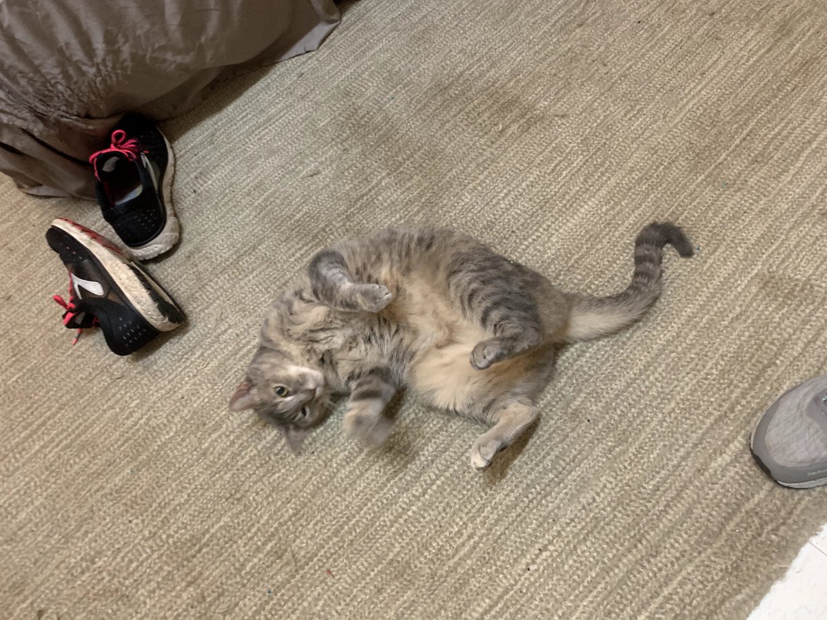 Meet Marigold, who has become slightly accustomed to home :-) She's the only cat I've met that likes belly rubs.