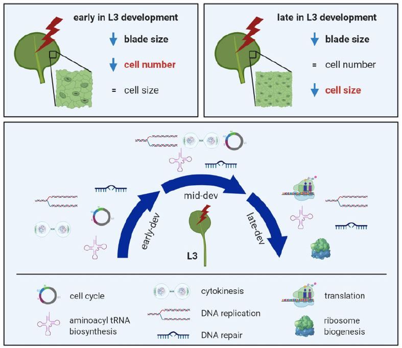 PlantPhys's tweet image. Plant Physiology NEWS &amp;amp; VIEWS: Shade avoidance syndrome in 4D: illuminating a role for transcriptional repression of protein biogenesis genes #PlantSci #LeafDevelopment #PlantSci @AndruRomanowski buff.ly/2UHGKxs