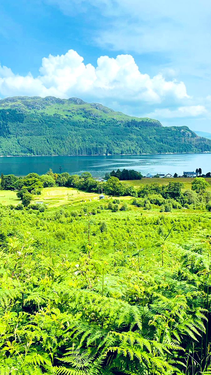 ManiraAhmad's tweet image. Home for the next week, living at the side of a mountain overlooking the water, #ScenicScotland

Looking down whilst climbing &amp;amp; noticed that some trees look quite tropical 🌴 maybe they’re part Scottish &amp;amp; part Amazonian😂🌴

#Lochgoilhead #Scotland #Nature #Outdoor #SundayMorning
