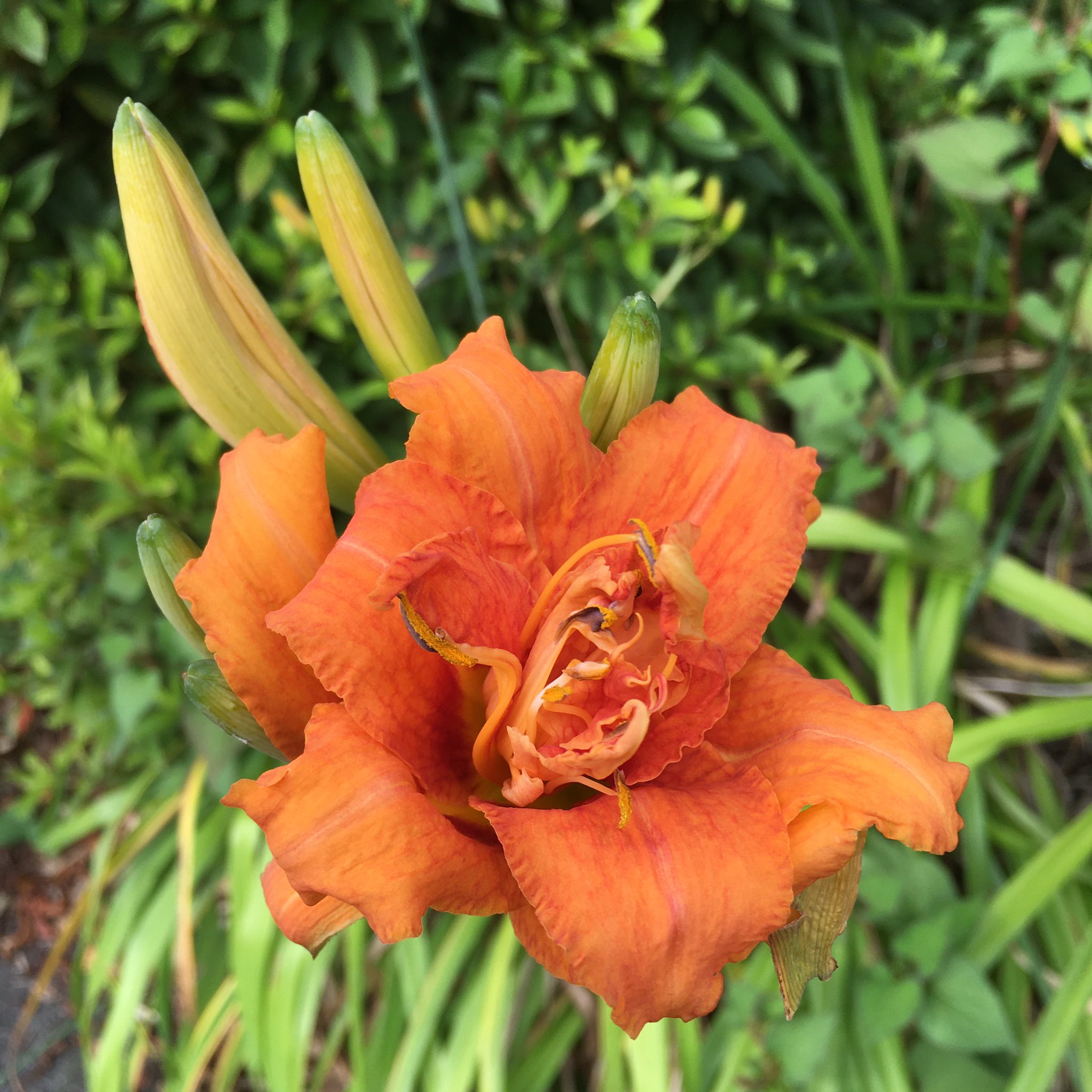 ヤブカンゾウ Twitter Search Twitter